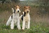 FOX TERRIER 489